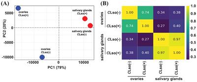 Insights into Bactericera cockerelli and Candidatus Liberibacter solanacearum interaction: a tissue-specific transcriptomic approach